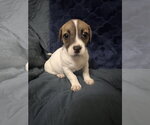 Small #2 Jack Russell Terrier Mix