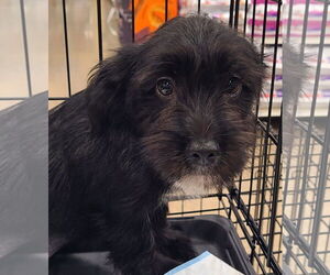 Mutt Dogs for adoption in Pipe Creek, TX, USA