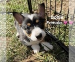 Small #3 Pembroke Welsh Corgi