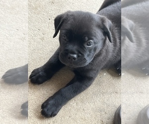 Cane Corso-Chow Chow Mix Puppy for sale in PERRIS, CA, USA