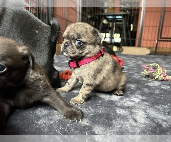 Medium Photo #3 Pug Puppy For Sale in BLOOMINGTON, IL, USA