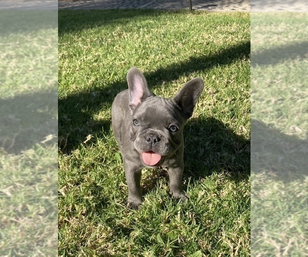 Medium Photo #14 French Bulldog Puppy For Sale in CITY INDUSTRY, CA, USA