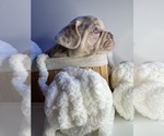 Puppy Bella French Bulldog