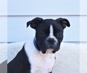 Medium Boston Terrier