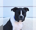 Small Boston Terrier