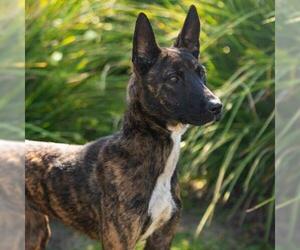 Holland Shepherd-Unknown Mix Dogs for adoption in Camarillo, CA, USA