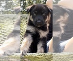 Small Photo #2 German Shepherd Dog Puppy For Sale in E LAURINBURG, NC, USA