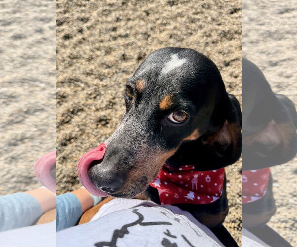 Medium Photo #2 Mutt Puppy For Sale in Hilton Head, SC, USA