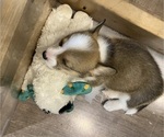 Small #3 Pembroke Welsh Corgi