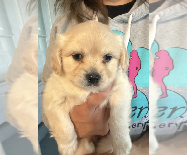Medium Photo #3 Maltese-Unknown Mix Puppy For Sale in Rockville, MD, USA