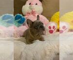 Small Photo #9 French Bulldog Puppy For Sale in CONVERSE, TX, USA