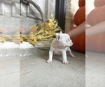 Small #12 French Bulldog