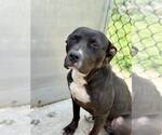 Small #2 American Pit Bull Terrier Mix