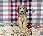 Small Photo #1 Poodle (Miniature) Puppy For Sale in GREENWOOD, IN, USA