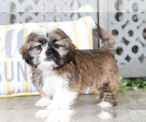 Shih Tzu Puppy for sale in MOUNT VERNON, OH, USA