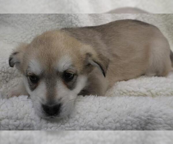 Medium Photo #1 Labrador Retriever-Unknown Mix Puppy For Sale in Thief River Falls, MN, USA