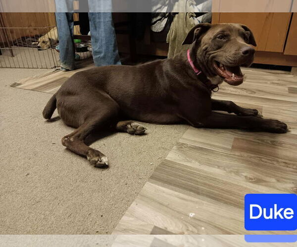 Medium Photo #8 Mutt Puppy For Sale in Farmerville, LA, USA