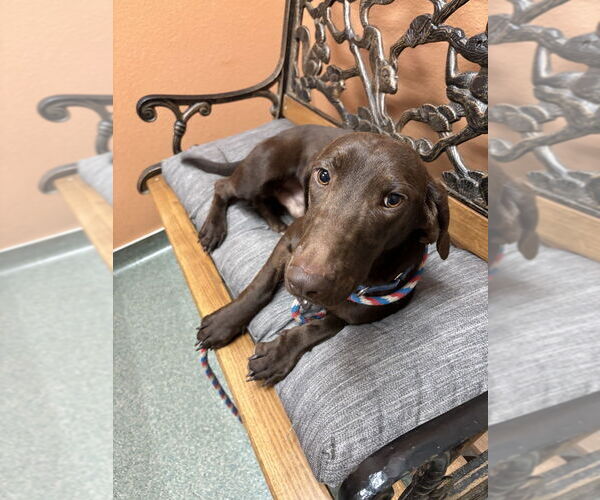 Medium Photo #3 Unknown-Weimaraner Mix Puppy For Sale in Boston, MA, USA