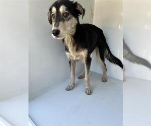 Miniature Schnauzer-Unknown Mix Dogs for adoption in Houston, TX, USA