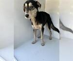 Small Miniature Schnauzer Mix