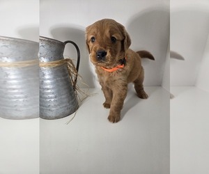 Golden Retriever Puppy for sale in GOODYEAR, AZ, USA