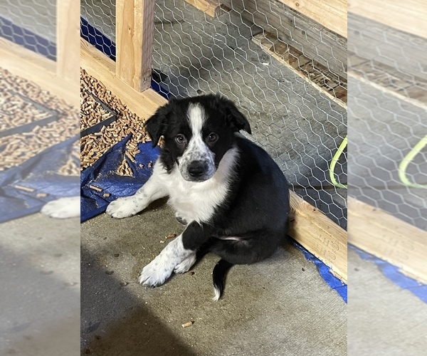 Medium Photo #4 Border Collie Puppy For Sale in SELAH, WA, USA