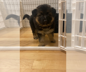 German Shepherd Dog Puppy for sale in MIAMI LAKES, FL, USA