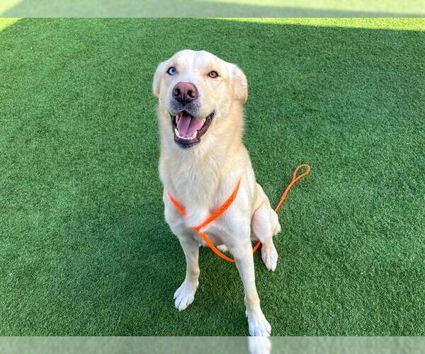 Medium Photo #1 Labsky Puppy For Sale in Orange, CA, USA