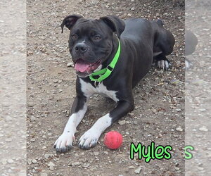 Myles - Male Boxer Dog for Adoption - Photo #5
