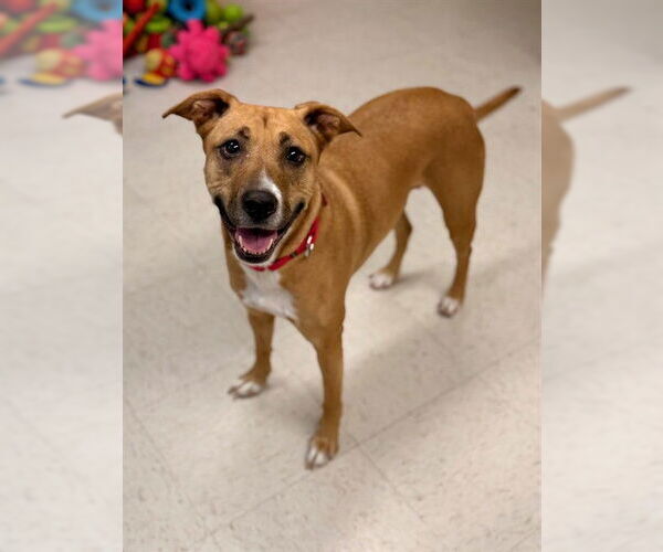 Medium Photo #1 Labrador Retriever-Unknown Mix Puppy For Sale in Boston, MA, USA