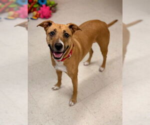 Labrador Retriever-Unknown Mix Dogs for adoption in Boston, MA, USA
