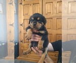 Small Photo #4 Rottweiler Puppy For Sale in COLORADO SPRINGS, CO, USA