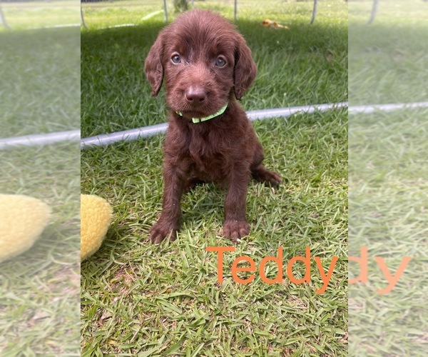 Medium Photo #9 Labradoodle Puppy For Sale in GEORGETOWN, SC, USA