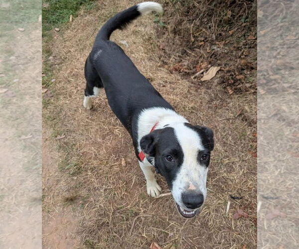 Medium Photo #4 Labrador Retriever-Unknown Mix Puppy For Sale in Alexander, AR, USA
