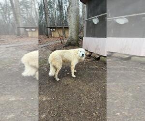 Father of the Great Pyrenees puppies born on 12/08/2023