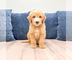 Puppy Lynn Goldendoodle (Miniature)
