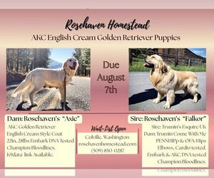 English Cream Golden Retriever Puppy for sale in EVERETT, WA, USA