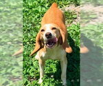 Small #4 Beagle