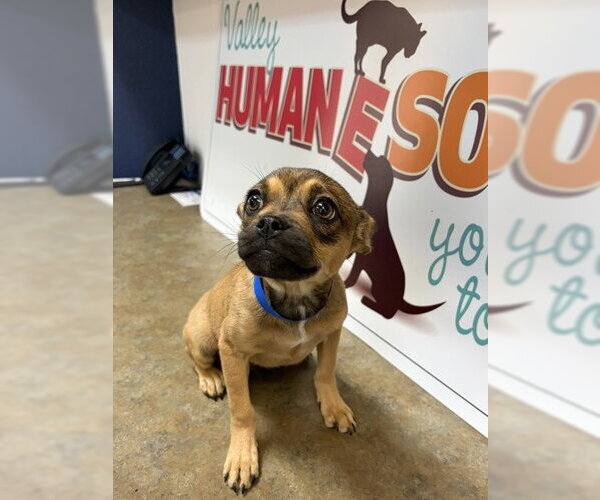 Medium Photo #3 Mutt Puppy For Sale in Pleasanton, CA, USA