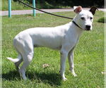 Small #2 Mutt