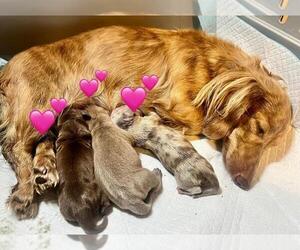 Mother of the Dachshund puppies born on 12/14/2025
