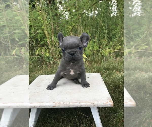 Medium Photo #3 French Bulldog Puppy For Sale in GOSHEN, IN, USA