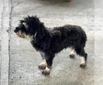 Small #1 Miniature Schnauzer Mix