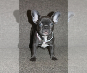 French Bulldog Puppy for sale in SAN FRANCISCO, CA, USA