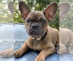 Small Photo #8 French Bulldog Puppy For Sale in BUSHKILL, PA, USA