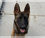Small German Shepherd Dog Mix
