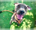 Small #1 American Pit Bull Terrier