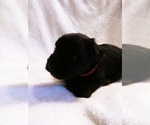 Small Photo #2 Schnauzer (Miniature)-Schnauzer (Standard) Mix Puppy For Sale in PUYALLUP, WA, USA