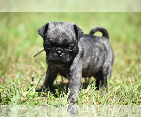Medium Photo #3 Pug Puppy For Sale in PALM COAST, FL, USA
