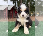 Puppy Murphy Australian Shepherd
